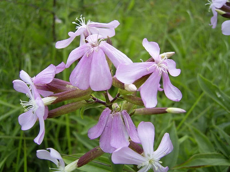 Saponaria-officinalis-flower